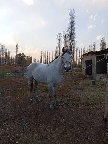Лошади, кони: Продаю | Жеребец — 1