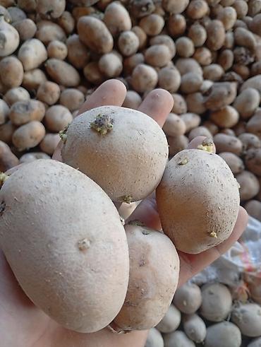 terevez toxumlari satisi: Salam Əkimlik Cücərmiş kartof kilosu 15 qəpik qoyun,quzu üçündə — 1
