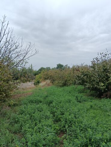 Ağaclar: Məhsul: Fındıq bağı və gilas bağı Təsvir: 1.20 Ha ərazidə 12illik — 14