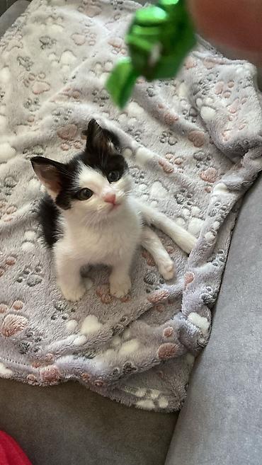 Pişiklər: Erkək, Yaxşı əllərə — 7