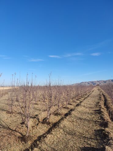 Спил деревьев, заготовка дров: Обрезка плодовых деревьев и кустарников яблок груш черешня абрикос — 12