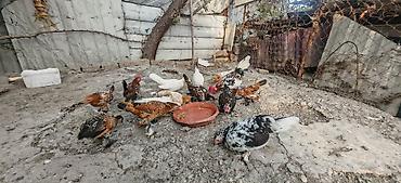 imisli yemi: Toyuq, Damazlıq — 9