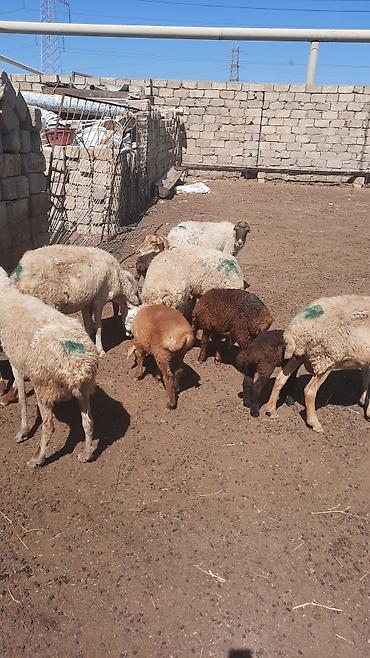 cins qoyunlar satilir: Dişi, il: 1, Ətlik — 3