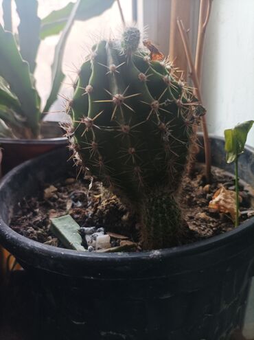 kaktus meyvəsi: Кактусы