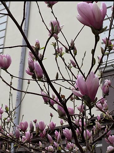 Магнолия: Магнолия - суланжа GENIE Магнолия с закрытой корневой системой — 12