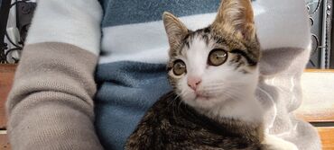 Pişiklər: Tabbi, Dişi, Yaxşı əllərə, Pulsuz çatdırılma — 23