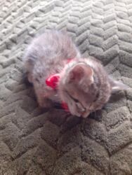 Pişiklər: Erkək, Dişi, Yaxşı əllərə — 5