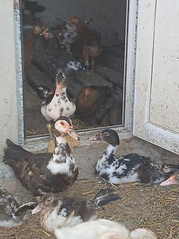 xaski şəkilləri: Muskovy ördəkləri (indoutka) – müxtəlif rəng çalarlarında sürü - — 3