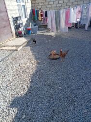 İnformatika: Heyratı toyuq xoruz sağlamdır toyuq 22 manat xoruz35 manat