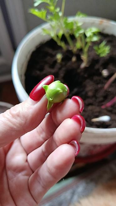 Другие садовые цветы и кустарники: Пион травянистые сорта. Пионы гибридные сорта. Пионы древовидные — 21