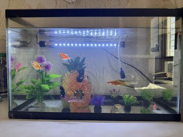 объявления о продаже собак: Продаю аквариум с 10 рыбками!!! В комплекте компрессора 2 шт