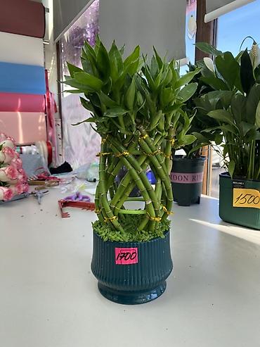 Бамбук: Декоративный «бамбук счастья» (Dracaena sanderiana) в дизайнерском — 1