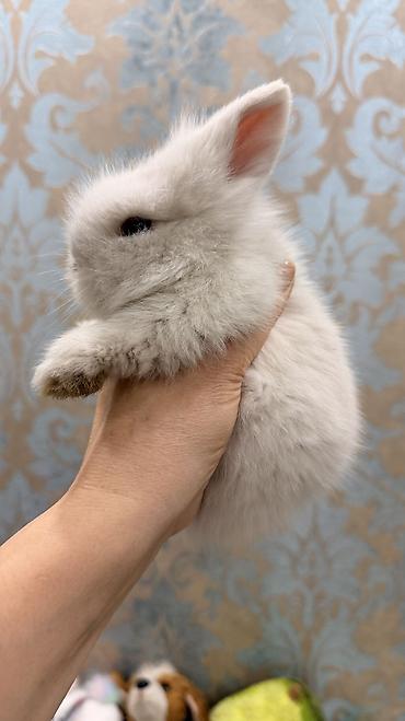 белый кролик: 🐰 Декоративные крольчата породы «Львиная голова» 🐰 Милота, в которую — 8