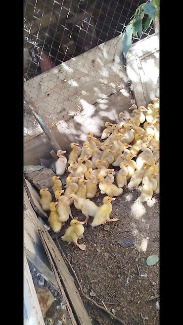K/t heyvanları və malları: Salam tam sağlam Pekin kuban ordeklerdi 20 gunlukduler Ünvan masdaga — 4