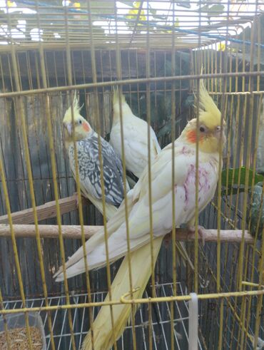 Tutuquşları: Məhsul: Nimfa (Cockatiel) tutuquşuları – ağ-sarı rəngli, yanaqlarda — 12