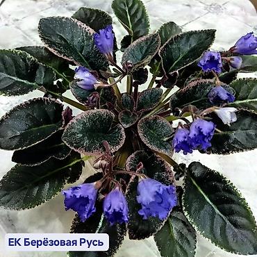 фиалки мини: 🌱🌺🌱 Продаю сортовые ДЕТКИ,СТАРТЕРЫ стандартных, трейлерныхмини и — 2