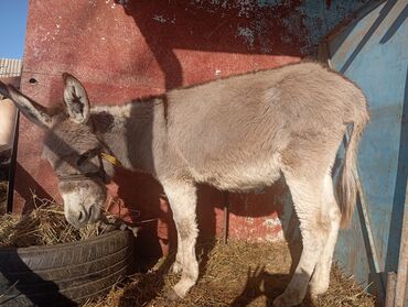 Другие с/х животные: Осёл (серо-бурый), короткошёрстный, домашнего содержания. Основные — 9