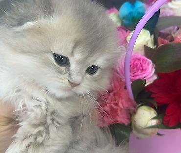 Pişiklər: Britan — 14