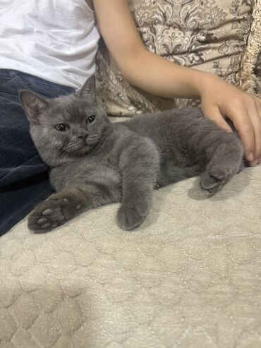 tuklu pişik: Rus mavi, Yaxşı əllərə