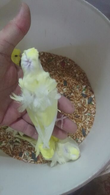 Tutuquşları: Tutuquşları — 12