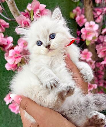 Кошки: Шотландская — 1