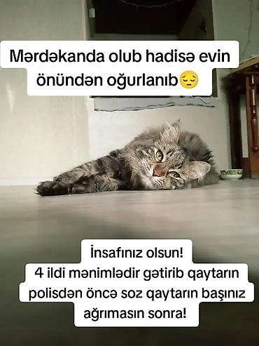 Кошки: Elan: Itkin düşmüş pişik axtarılır Məkan: Mərdəkan Xüsusiyyətlər: - — 2
