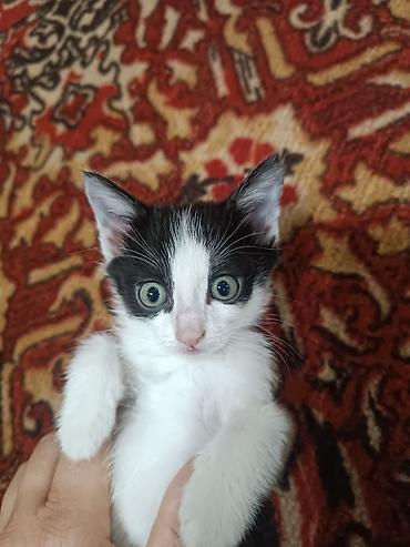 отдают бесплатно: Милые котята 2 мес. 100 сом — 2