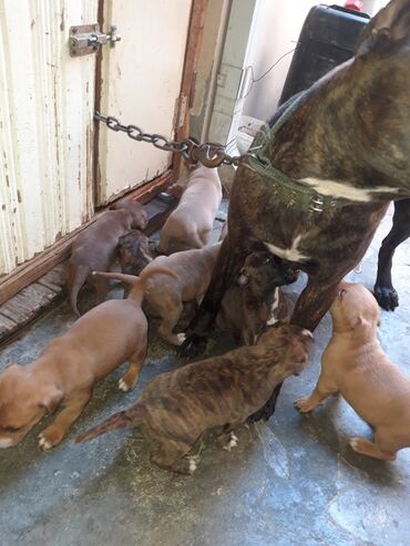 İtlər: Pitbul, 1 ay, Dişi, Sənədli, Ünvandan götürmə