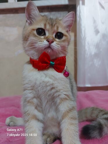 Pişiklər: Dişi, Ödənişli çatdırılma — 3