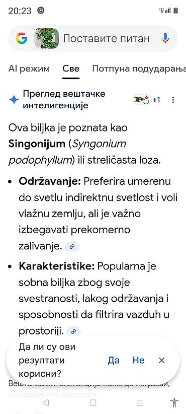 Ostale kućne biljke: Sobne i ukrasne biljke u saksijama – više vrsta - Syngonium — 24