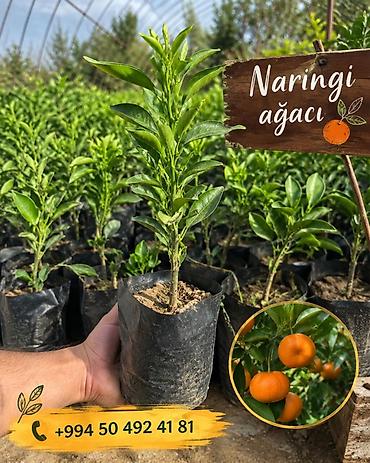 ət otu bitkisi: Naringi ağacı fidanları( Təmiz lənkəran tingləri) - Konteynerdə — 1