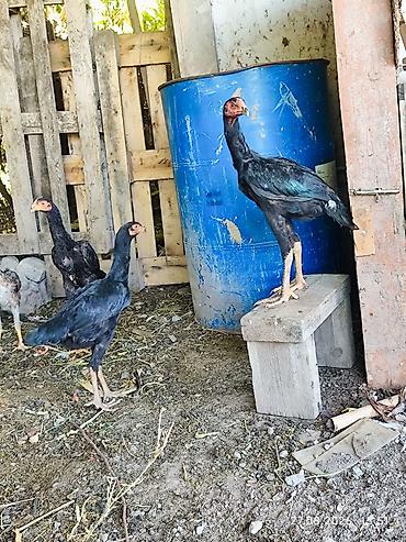 каракол животных: Продаю | Куры, Петух | Бойцовая, Дакан | Для боев — 7