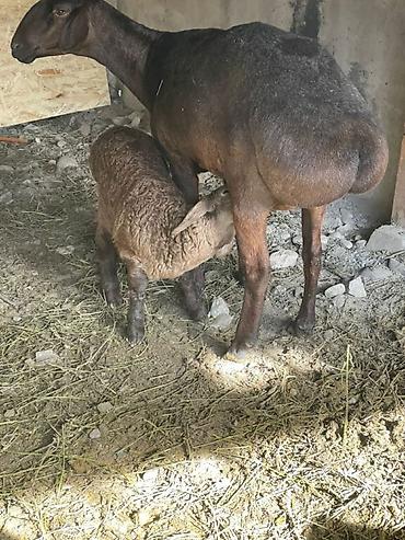 Баран, овца: Продаю | Овца (самка) | Арашан, Гиссарская | Для разведения | Матка, Ягнившаяся — 3