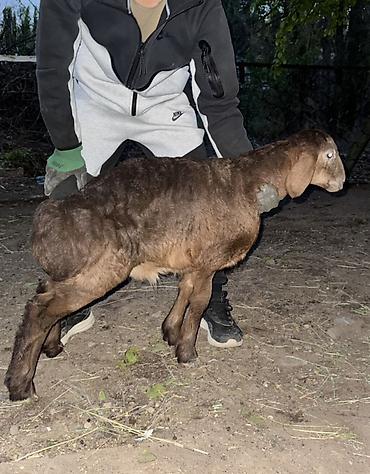 Баран, овца: Продаю | Овца (самка), Ягненок, Баран (самец) | Арашан | Для разведения — 8