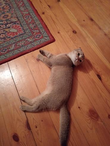 Pişiklər: Britan yastı qulaq, Erkək — 5