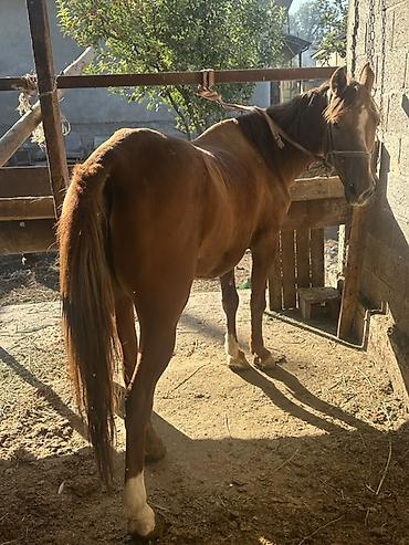 бодоно бишкек: Сатам | Бээ (ургаачы) | Жумушка — 1