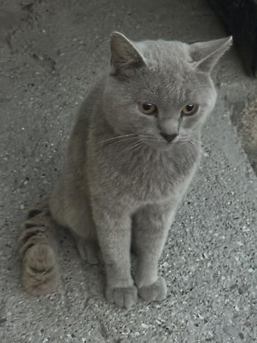 ev quşlari haqqinda melumat: Erkək — 4