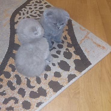 Pişiklər: Şotland — 6