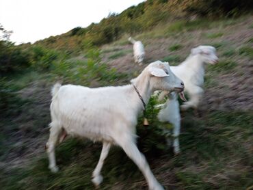 keçi qiymətləri: Dişi, Zanen, il: 3, Ünvandan götürmə