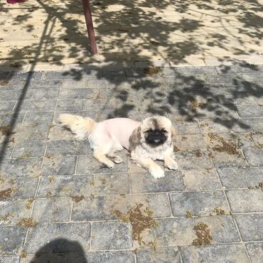 rottweiler qiymeti azerbaycanda: Pekines, 2 il, Erkek, Cütləşmə üçün, Ünvandan götürmə