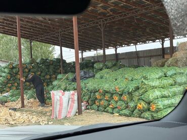 плед с рукавами бишкек: Жүгөрү Дүңүнөн
