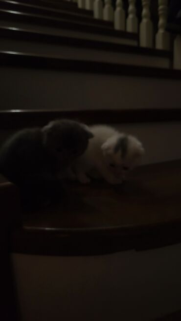 Pişiklər: Şotland yastı qulaq — 7