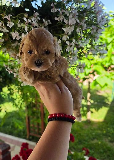 stenci maltezera: Savrseni maltipoo bebani spremni su za preuzimanje. Jako malog rasta — 7