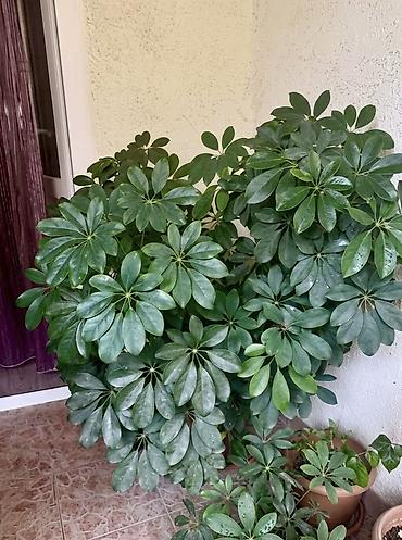 Otaq bitkiləri: Продается крупная взрослая Шефлера (Schefflera). Возраст — более 10 — 1