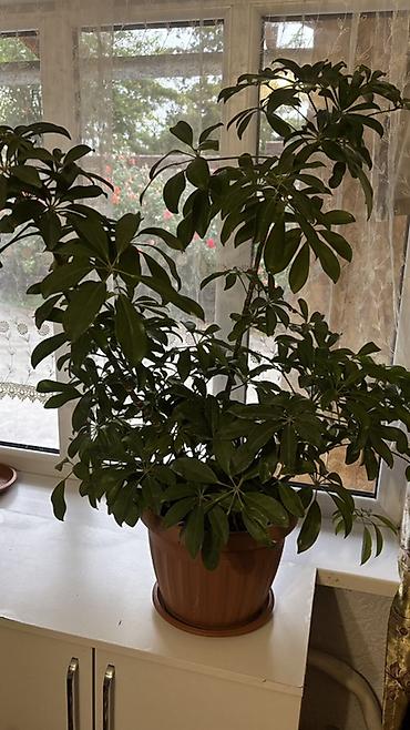 Денежное дерево: Комнатные растения в горшках: 1) Шефлера (Schefflera arboricola) - — 1