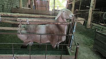 кролик рекс: Продаю | Баран (самец) | Арашан | Для разведения — 2