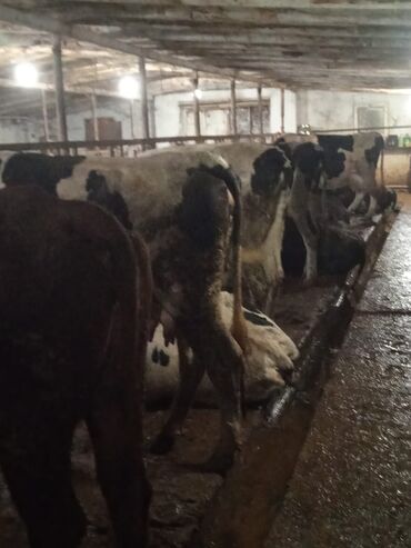 sudluk inekler satisi: Mal-qara satışı 2500-3800 arasinda qiymetler deyisir, seher-axsam 24