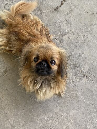 ит мурун: Pekines, 1 il, Dişi, Peyvəndli, Ünvandan götürmə