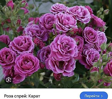 Роза: Саженцы — 22