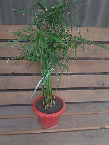 Зоотовары: Продаю домашние цветы разные не дорого смотрите мой профиль выбирайте — 6